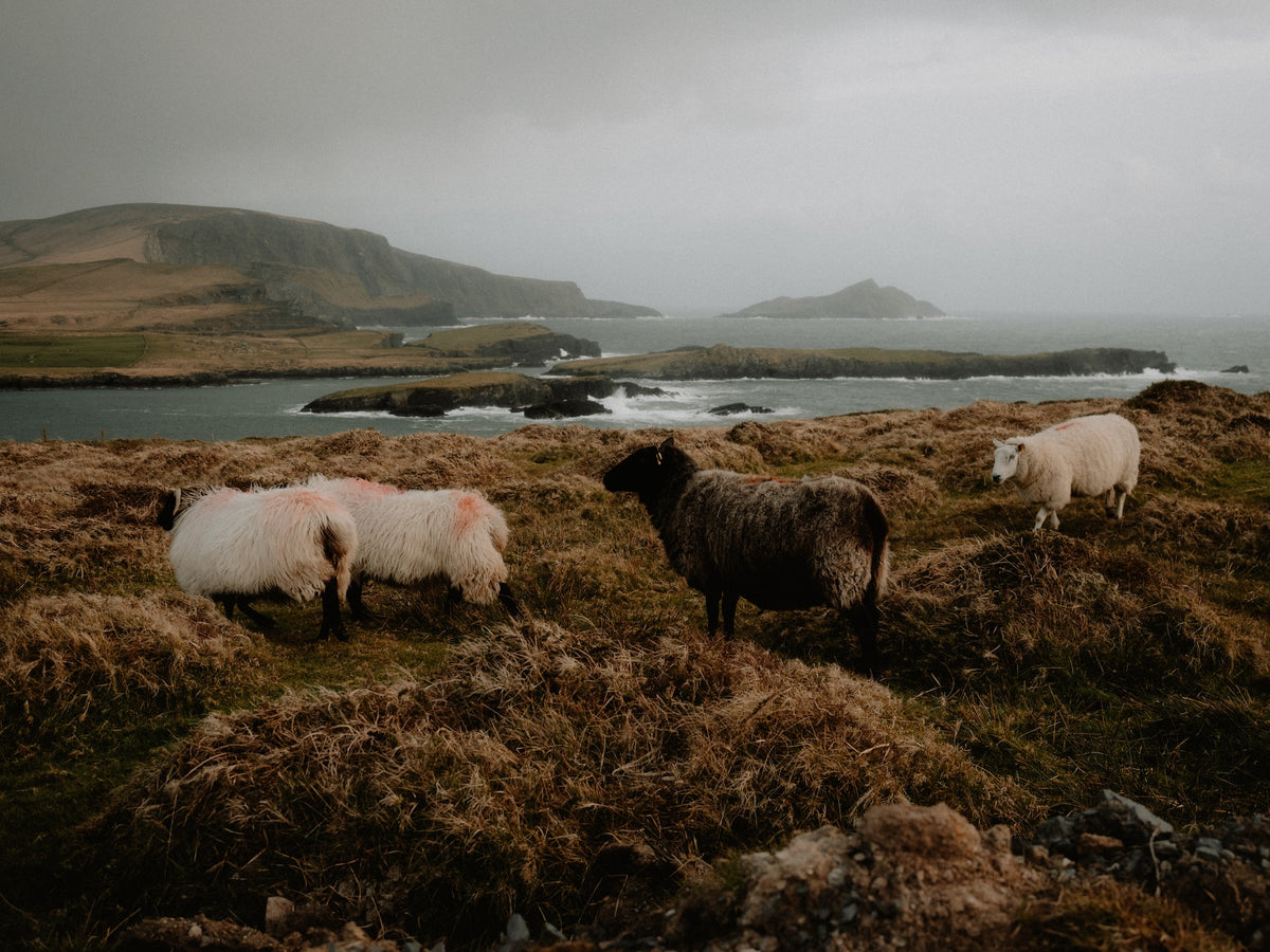 Four sheep grazing on a grassy hillside with a rocky coastline and distant islands under a cloudy, overcast sky.